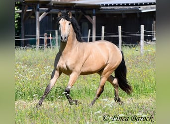 PRE Mix, Hengst, 3 Jahre, 151 cm, Buckskin