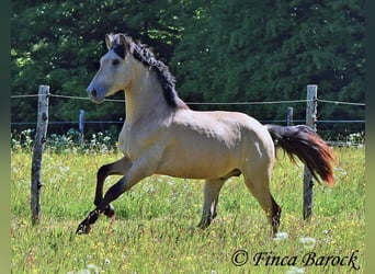 PRE Mix, Hengst, 3 Jahre, 151 cm, Buckskin