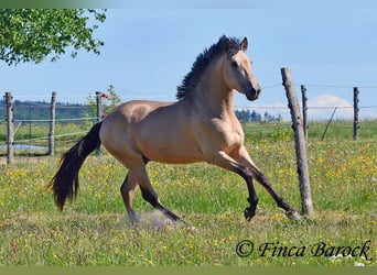 PRE Mix, Hengst, 3 Jahre, 151 cm, Buckskin