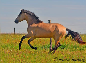 PRE Mix, Hengst, 3 Jahre, 151 cm, Buckskin