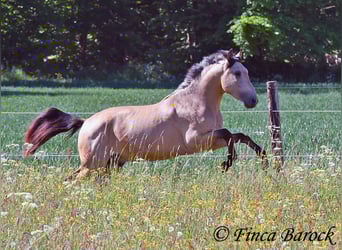 PRE Mix, Hengst, 3 Jahre, 151 cm, Buckskin