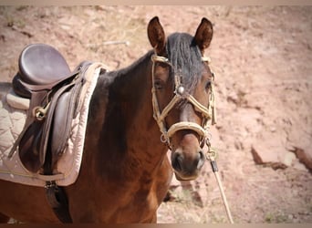 PRE Mix, Hengst, 3 Jahre, 153 cm, Dunkelbrauner