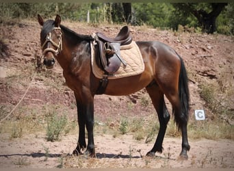 PRE Mix, Hengst, 3 Jahre, 153 cm, Dunkelbrauner