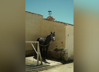PRE, Hengst, 3 Jahre, 153 cm, Schimmel