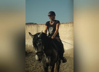 PRE, Hengst, 3 Jahre, 153 cm, Schimmel