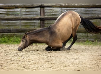 PRE, Hengst, 3 Jahre, 154 cm, Falbe