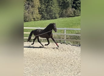 PRE Mix, Hengst, 3 Jahre, 154 cm, Rappe
