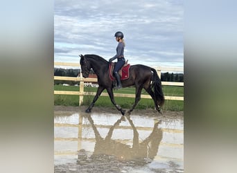 PRE, Hengst, 3 Jahre, 154 cm, Rappe
