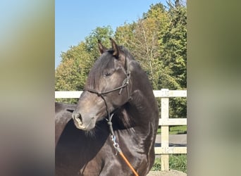 PRE Mix, Hengst, 3 Jahre, 154 cm, Rappe