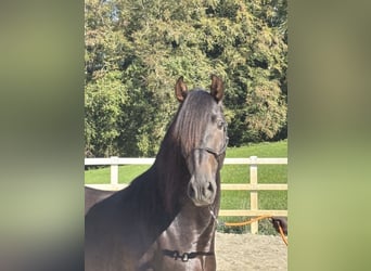 PRE Mix, Hengst, 3 Jahre, 154 cm, Rappe