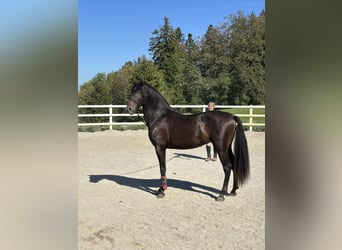 PRE Mix, Hengst, 3 Jahre, 154 cm, Rappe