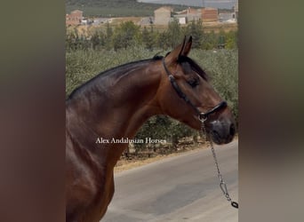 PRE Mix, Hengst, 3 Jahre, 155 cm, Brauner