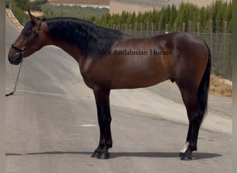 PRE Mix, Hengst, 3 Jahre, 155 cm, Brauner