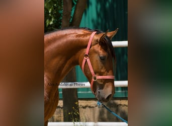 PRE Mix, Hengst, 3 Jahre, 155 cm, Brauner