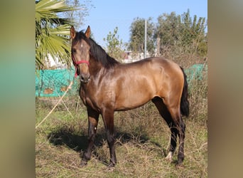 PRE, Hengst, 3 Jahre, 155 cm, Buckskin