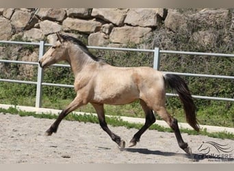 PRE, Hengst, 3 Jahre, 155 cm, Buckskin