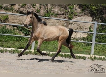 PRE, Hengst, 3 Jahre, 155 cm, Buckskin