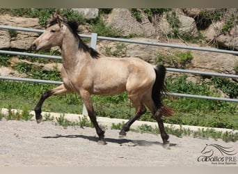 PRE, Hengst, 3 Jahre, 155 cm, Buckskin