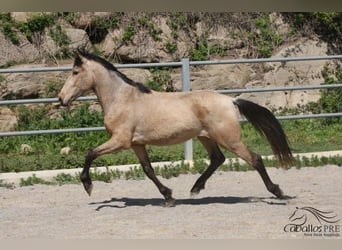 PRE, Hengst, 3 Jahre, 155 cm, Buckskin