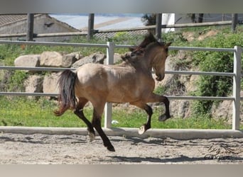 PRE, Hengst, 3 Jahre, 155 cm, Buckskin