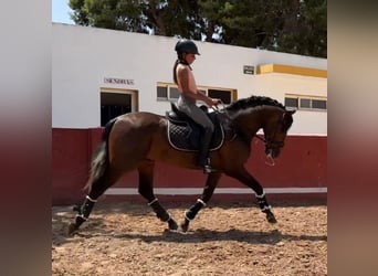 PRE Mix, Hengst, 3 Jahre, 155 cm