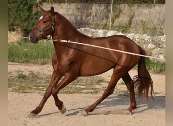 PRE, Hengst, 3 Jahre, 155 cm, Fuchs