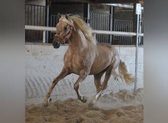 PRE, Hengst, 3 Jahre, 155 cm, Palomino