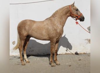 PRE, Hengst, 3 Jahre, 155 cm, Palomino