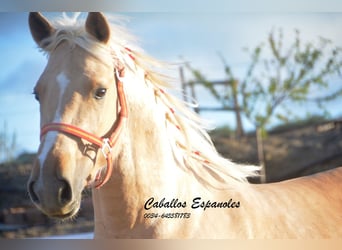 PRE Mix, Hengst, 3 Jahre, 155 cm, Palomino