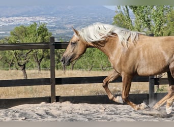 PRE Mix, Hengst, 3 Jahre, 155 cm, Palomino