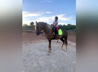 PRE Mix, Hengst, 3 Jahre, 155 cm, Palomino