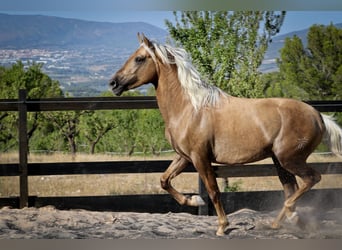 PRE Mix, Hengst, 3 Jahre, 155 cm, Palomino