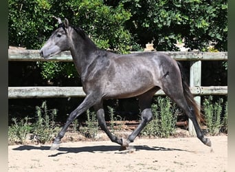 PRE, Hengst, 3 Jahre, 155 cm, Schimmel