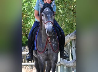 PRE Mix, Hengst, 3 Jahre, 155 cm, Schimmel