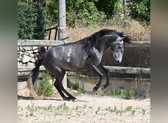 PRE Mix, Hengst, 3 Jahre, 155 cm, Schimmel