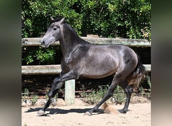 PRE, Hengst, 3 Jahre, 155 cm, Schimmel