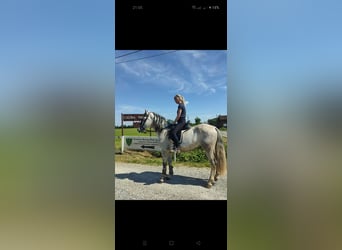 PRE Mix, Hengst, 3 Jahre, 155 cm, Schimmel