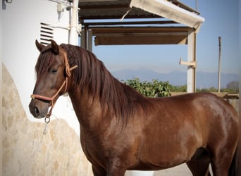 PRE Mix, Hengst, 3 Jahre, 156 cm, Dunkelfuchs