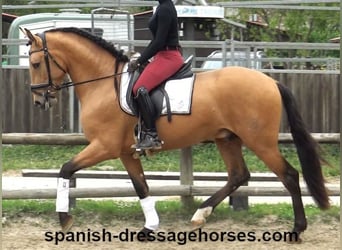 PRE Mix, Hengst, 3 Jahre, 156 cm, Falbe