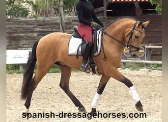 PRE Mix, Hengst, 3 Jahre, 156 cm, Falbe
