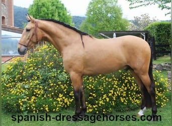 PRE Mix, Hengst, 3 Jahre, 156 cm, Falbe