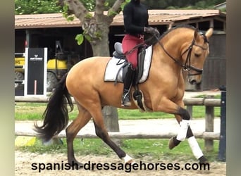 PRE Mix, Hengst, 3 Jahre, 156 cm, Falbe