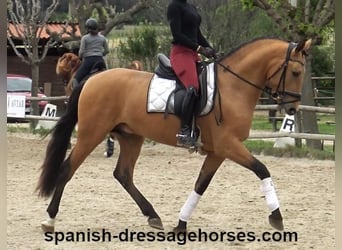PRE Mix, Hengst, 3 Jahre, 156 cm, Falbe