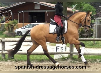 PRE Mix, Hengst, 3 Jahre, 156 cm, Falbe