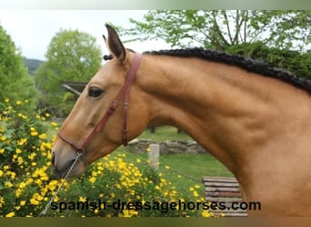 PRE Mix, Hengst, 3 Jahre, 156 cm, Falbe