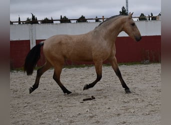 PRE, Hengst, 3 Jahre, 156 cm, Falbe