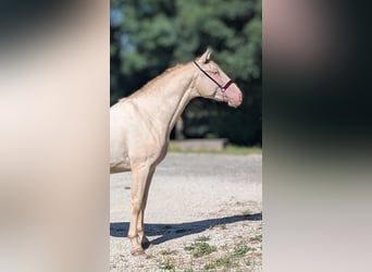 PRE, Hengst, 3 Jahre, 156 cm, Perlino
