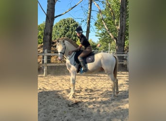 PRE Mix, Hengst, 3 Jahre, 156 cm, Perlino