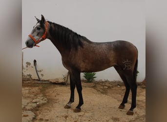 PRE Mix, Hengst, 3 Jahre, 156 cm, Schimmel