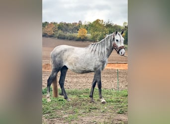 PRE Mix, Hengst, 3 Jahre, 157 cm, Apfelschimmel